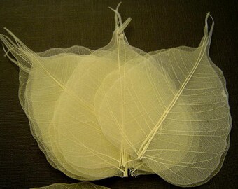 One Dozen Small Natutal Ivory Skeleton Leaves Heart Shaped Great for Corsages, Hair Clips, Paper Crafts