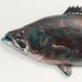 Raku Ceramic Largemouth Bass