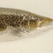 Raku Brown Trout