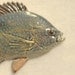 Bluespotted Sunfish