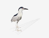 Animal Photography, Animal Art, Bird Art, Nature Photography, Fine Art Print, Heron, Profile