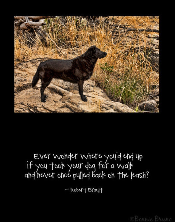 Items similar to A Dog's Life 11x14 Poster Art Print - black labrador photo - robert brault