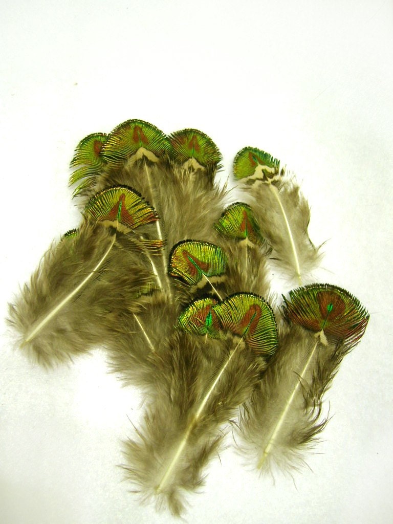 Small Green and Gold Peacock Scallop Plume Feathers by pegasus22