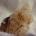 Apophyllite Cluster