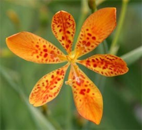Blackberry Lily Seeds