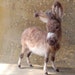 Donkey