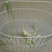 Shabby White Cottage Metal Basket Oblong With Handle Vintage Crate and Barrel