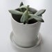 Porcelain Planter with Attached Tray and Drainage Hole-SMALL