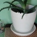Ceramic Planter with Attached Tray and Drainage Hole-medium