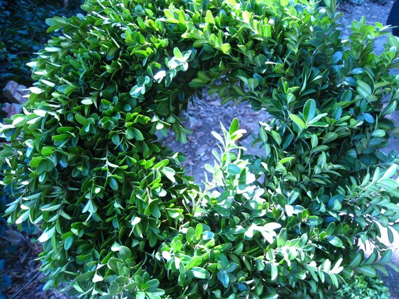 fresh cut BOXWOOD WREATH Holiday 20 inches