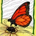 ACEO Open Edition Print titled Monarch Butterfly on Flower by Karen Anne Brady