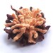 Felted flower brooch - Brown cream peony