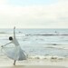 Reach for the Sky Dancer on the Beach in Malibu with Surfers