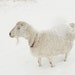 Ready to Ship White Goat Art Fine Art Photography Snow Art Winter Art Snow Landscape Art Photography 8x10 Fine Art Photograph