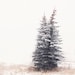 Fine Art Photography Snow Art Winter Art Snow Landscape Art Photography 8x8 Fine Art Photograph