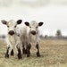 Cow Art White Twin Calves French Country Decor 8x10 Fine Art Photography