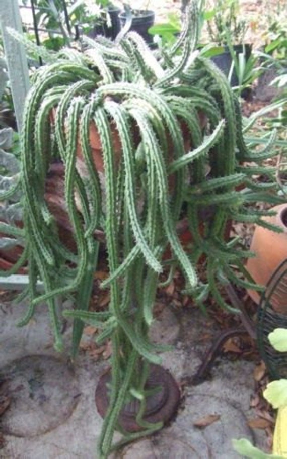 Rat Tail Cactus Long Trailing Pendulous by treasureislandlady