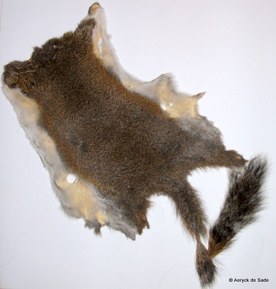 Preserved Squirrel pelt with fur and tail