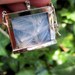 Dandelion Locket Clear Glass Locket with Silky White Seed Pods Nature Jewlry