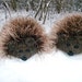 Made to Order Hand Knit Brown Hedgehog Mittens Gloves Children Warm