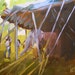 the circus tent original painting by moulton 8 x 10 inch (20 x 25 cm)