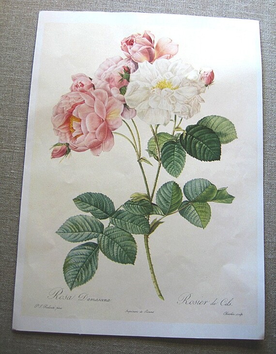 Frameable Botanical Prints-Set of Three