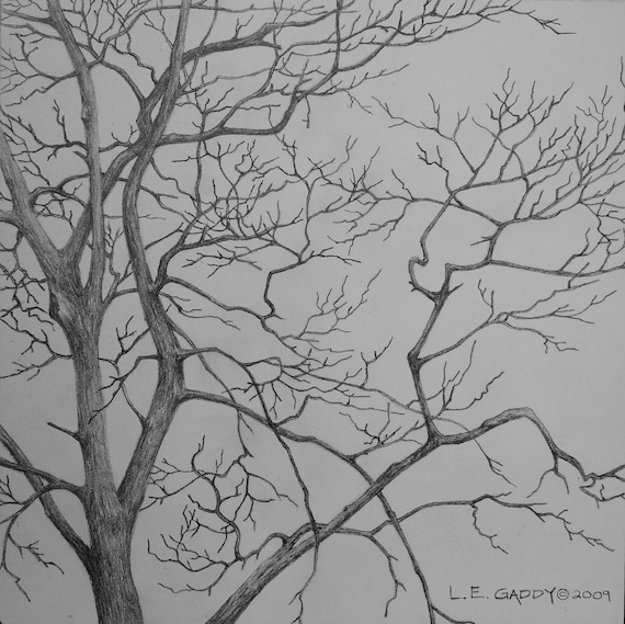 Graphite Drawing Tree Study Winter Hardwoods 1 by GaddyStudios