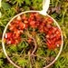 Carnelian Tree of Life Window or Wall Hanging 001
