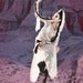 Last One- The Limited Edition Sparkle Hooded Tunic Dress in Pearl White by Opal Moon Designs (Size S)