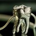 special listing 14k yellow gold plated Sterling Wisdom Tooth Necklace (solid silver, 18" gold plated sterling chain) Made in NYC