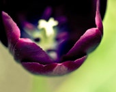 Royal Purple Tulip Photography, lime green chartreuse plum, wall decor, women, jewel tone, bold