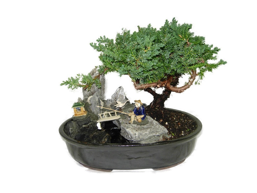 Juniper Bonsai  in 10 rock landscape  pond pot 