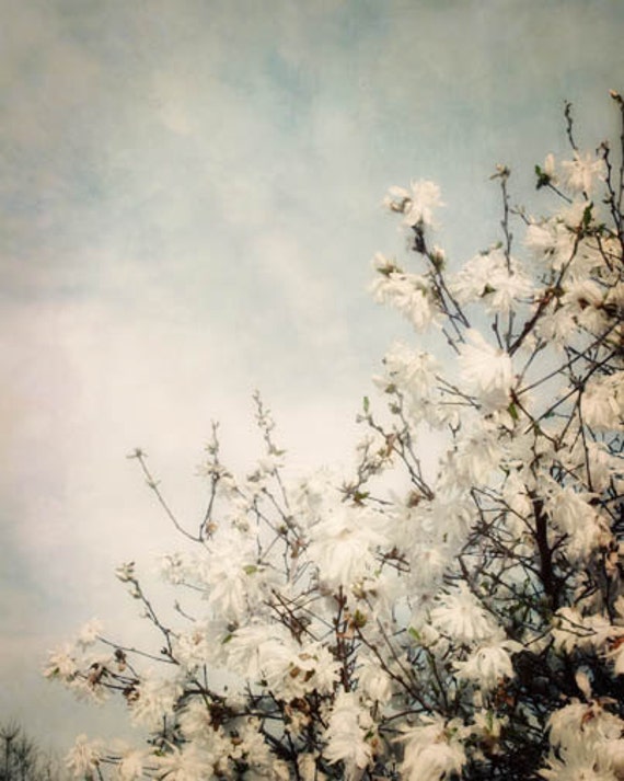 White Spring Blossoms Photograph - blue sky, spring, sunny, clouds