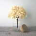 Glass Canister Apothecary Jar with Cork Lid