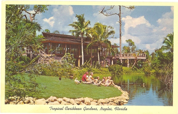 Vintage Florida Postcard Naples Bird Show Caribbean