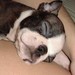 LittleDreamer