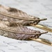 Antique Brass Bird Feathers on Gold Plated Metal Bobby Pins (Hair Pins) (Gift Set of 2 ) (Nature, Quill, Angel, Wing, Boho, Hippie, Mothers Day)