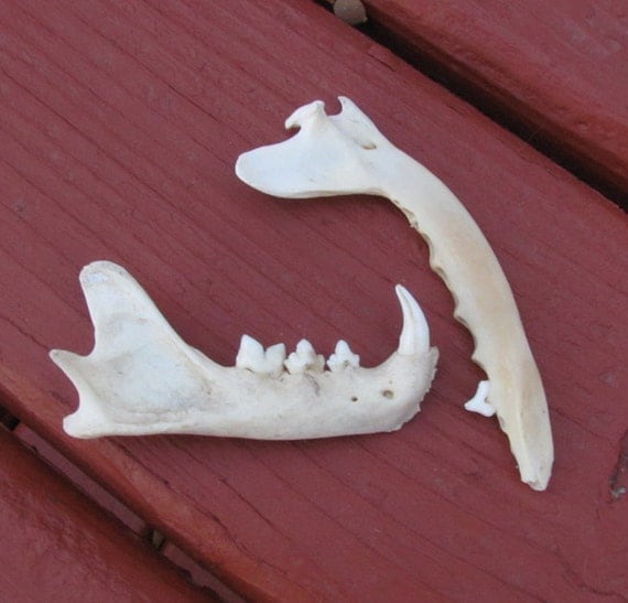 Real Fox and Bobcat Jaw Bones