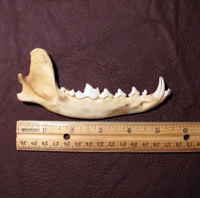 Real Red Fox Jaw Bone Discount