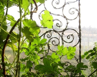 Bodacious Barbed Wire Trellis Bristling With Random Spiky Spirals Made to Order