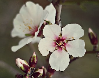 White and Pink Almond Blossoms - Spring Decor - Made in Israel - Flower Photography