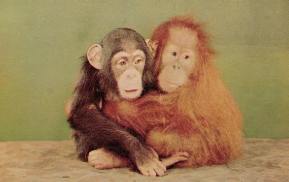 Vintage Postcard Chimpanzee and Orangutan  Adorable Baby
