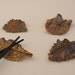 Leaf Chopstick Rests - Set of 4 - Made with Real Leaves