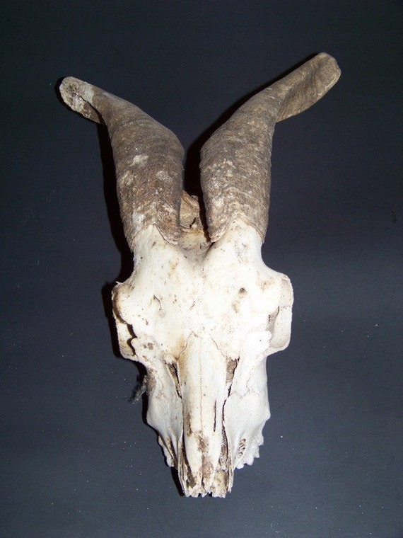 RESERVED FOR DAVID Ram skull with full horns by wildwildwest1