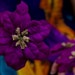 Set of 3 Shimmering Purple Poinsettia Hair Clips
