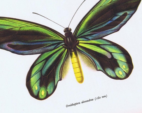 1963 ORNITHOPTERA ALEXANDRAE' Queen's Alexandra's