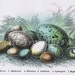 1896 Antique BiRD EGGS Chromolithograph PL XXIX, Aqua, Teal, Turqoise, Blue, Green, Gorgeous, Perfect for Framing, Nightingale, Magpie