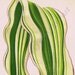 1870 GORGEOUS Hibberd Chromolithograph, PL XVIII Zea Japonica Variecata, Gorgeous, Stunning, Perfect for Framing