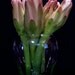 Cactus Plant, Night Blooming Cereus