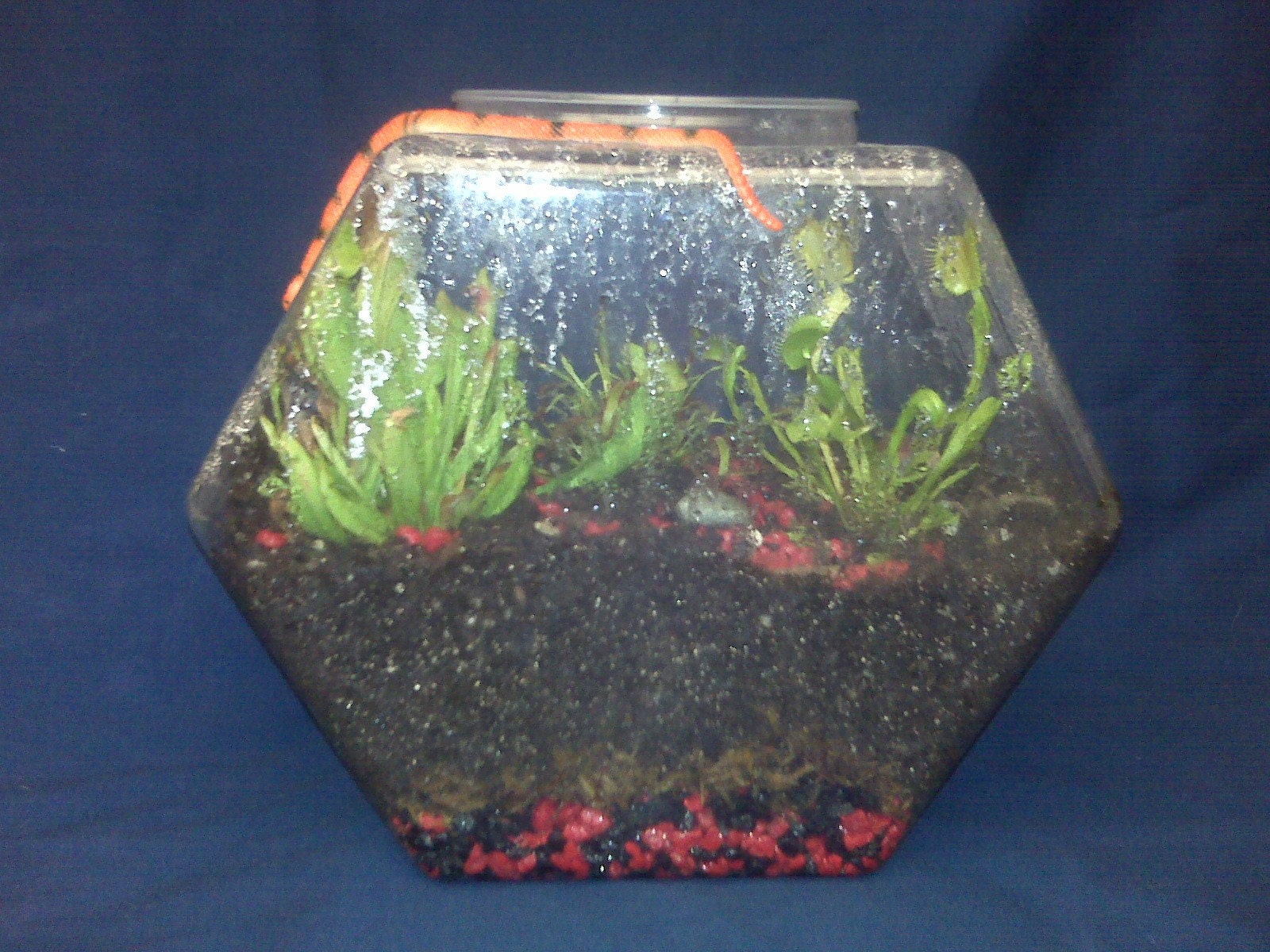 Carnivorous Terrarium Kit by JennaEve on Etsy